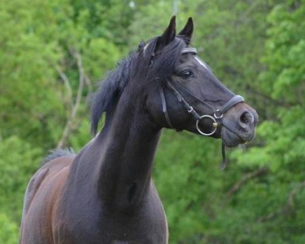 horse Frankenhöh's Black Magic (German Riding Pony, 1997, from Carmana's Black Boy)