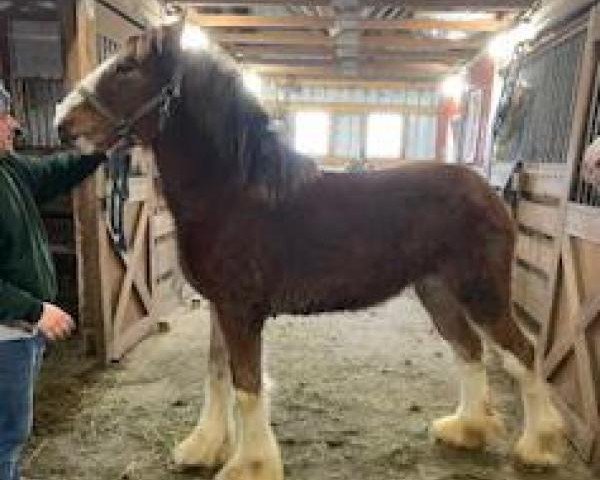 horse Glencoe Sweet Amora (Clydesdale, 2018, from T.F.C. Fusilier's Fuel)