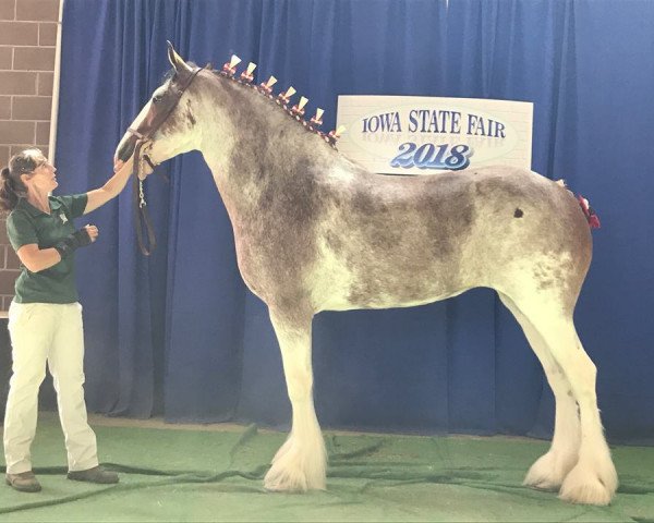 horse Glencoe Sweet Annabelle (Clydesdale, 2015, from GSL Azar's Footprint)