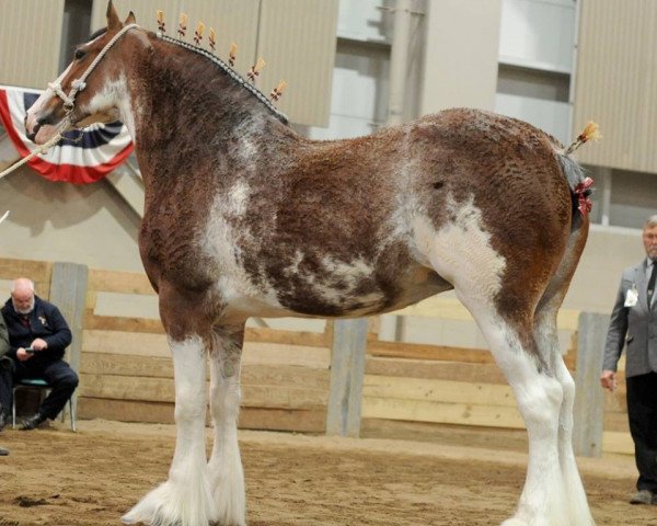 Zuchtstute Glencoe Sweet Allergra (Clydesdale, 2010, von Cedarlane Duncan)