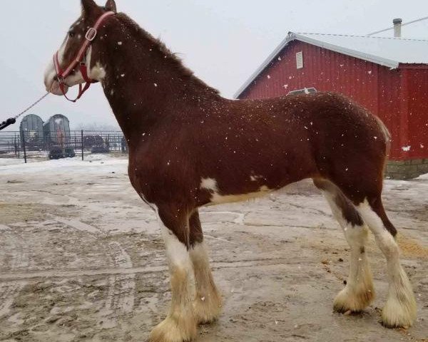 Pferd Glencoe Sweet Addison (Clydesdale, 2016, von H.M.H. Rockin Bentley)