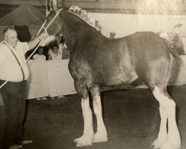 Zuchtstute Glencoe Queen of Scots (Clydesdale, 1989, von T.H.V. Jasper)