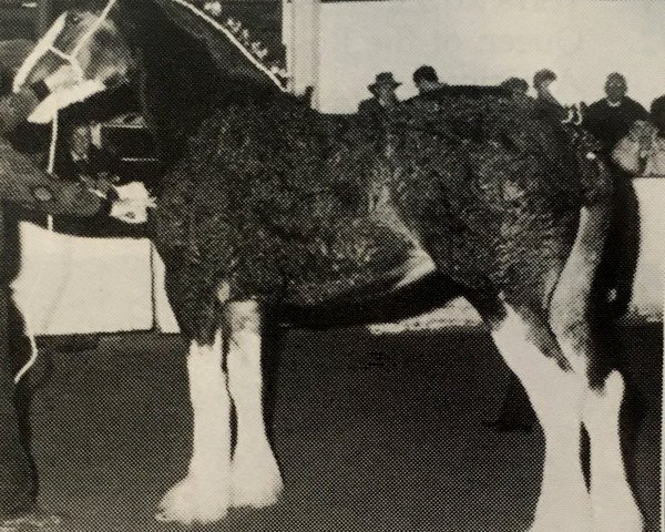 broodmare Glencoe Queen of Scots (Clydesdale, 1989, from T.H.V. Jasper)