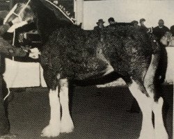 broodmare Glencoe Queen of Scots (Clydesdale, 1989, from T.H.V. Jasper)