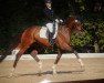 dressage horse Lambsbrook (Oldenburg, 2005, from Licotus)