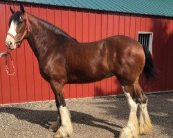 Pferd Glencoe Sweet Abagail (Clydesdale, 2015, von GSL Azar's Footprint)