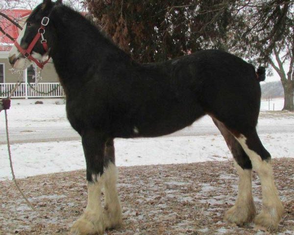 Pferd Glencoe Precious Jewel (Clydesdale, 2011, von Cedarlane Duncan)