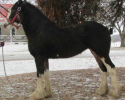 horse Glencoe Precious Jewel (Clydesdale, 2011, from Cedarlane Duncan)