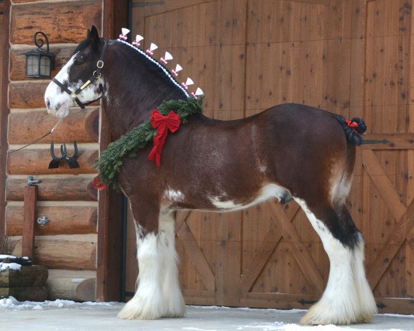 Deckhengst Gregglea Azar's Protege (Clydesdale, 2008, von Pinnacle's Sensational Azar)