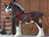 stallion Gregglea Azar's Protege (Clydesdale, 2008, from Pinnacle's Sensational Azar)