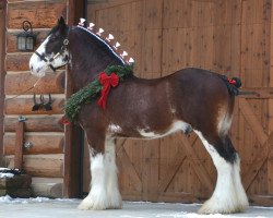 stallion Gregglea Azar's Protege (Clydesdale, 2008, from Pinnacle's Sensational Azar)