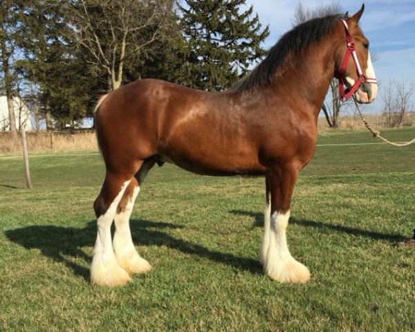 Deckhengst Glencoe Myles (Clydesdale, 2016, von Gregglea Azar's Protege)