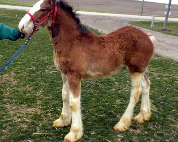 horse Glencoe John Henry (Clydesdale, 2013, from Cedarlane Duncan)