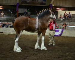 Zuchtstute Glencoe Sweet Angelica (Clydesdale, 2009, von Cedarlane Duncan)