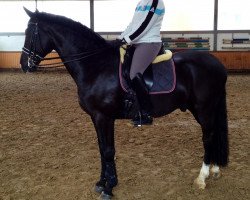 dressage horse Don Diggory (Oldenburg, 2006, from Don Schufro)