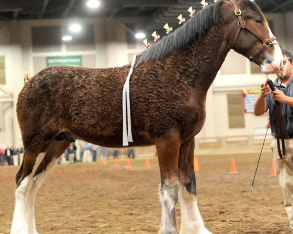 stallion T.F.C. Fusilier's Fuel (Clydesdale, 2015, from Hillmoor Fusilier)