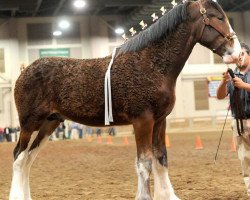 stallion T.F.C. Fusilier's Fuel (Clydesdale, 2015, from Hillmoor Fusilier)