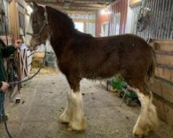 Pferd Glencoe Axel (Clydesdale, 2018, von T.F.C. Fusilier's Fuel)