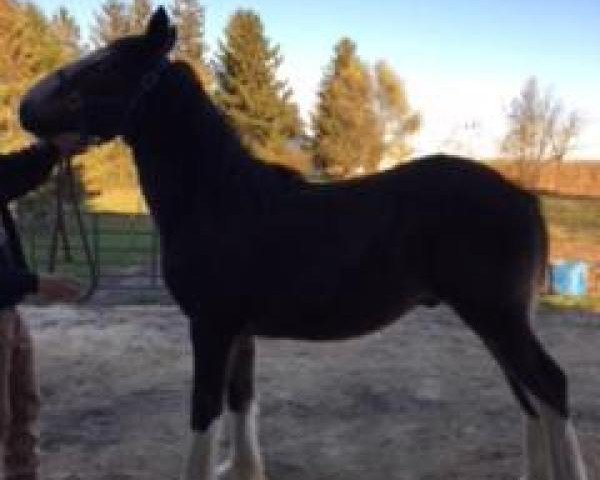 horse Glencoe Applejack (Clydesdale, 2018, from Kellois Taylor Mitchell)