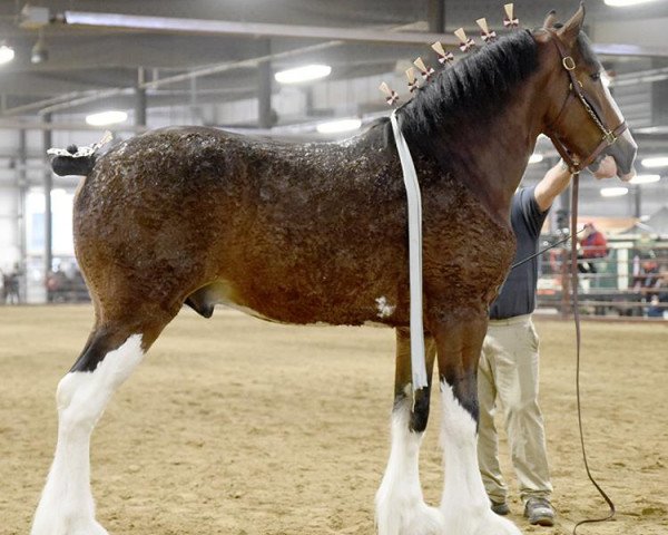 Pferd Glencoe Angus (Clydesdale, 2016, von H.M.H. Rockin Bentley)