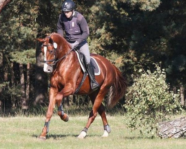 stallion Donatus (Hanoverian, 2010, from Don Frederico)