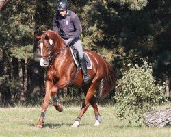 stallion Donatus (Hanoverian, 2010, from Don Frederico)