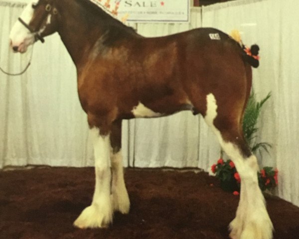 Pferd Glencameron City's Boy (Clydesdale, 2010, von City Simply the Best)