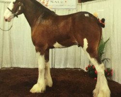 Pferd Glencameron City's Boy (Clydesdale, 2010, von City Simply the Best)