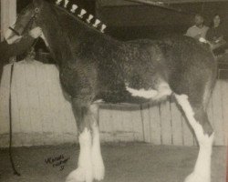 Pferd Glencameron Jack (Clydesdale, 2001, von Bandirran True Fashion)