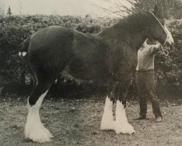 Pferd Glencameron Bud (Clydesdale, 1988, von Northwest Aristocrats Mac)