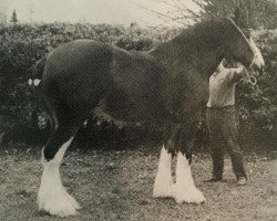 Pferd Glencameron Bud (Clydesdale, 1988, von Northwest Aristocrats Mac)