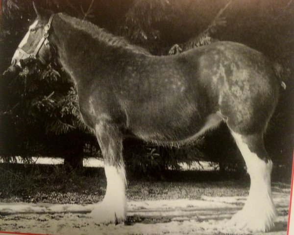 broodmare Glencameron Blossom (Clydesdale, 1994, from Northwest Aristocrats Mac)