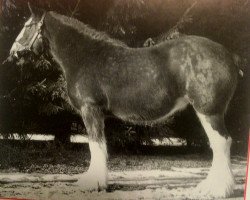 Zuchtstute Glencameron Blossom (Clydesdale, 1994, von Northwest Aristocrats Mac)