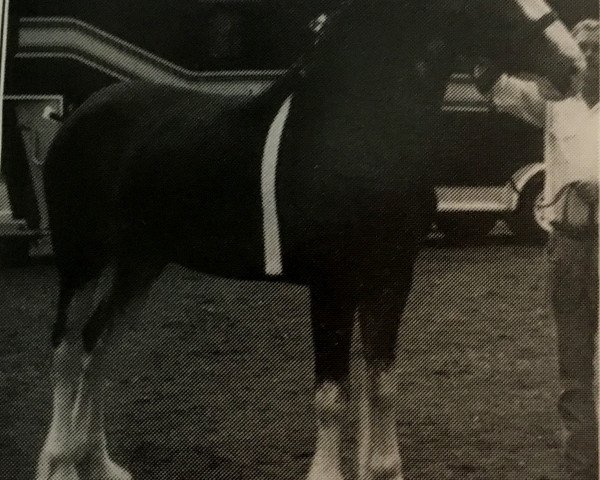 Pferd Glenburnie Miss Debbie (Clydesdale, 1989, von Maple Brook Duke)