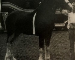 horse Glenburnie Miss Debbie (Clydesdale, 1989, from Maple Brook Duke)