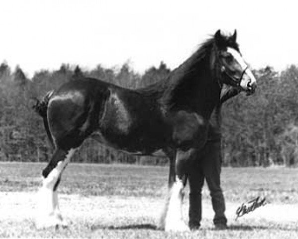 broodmare Glenburnie Lady (Clydesdale, 1984, from Twin Maple Clancy)