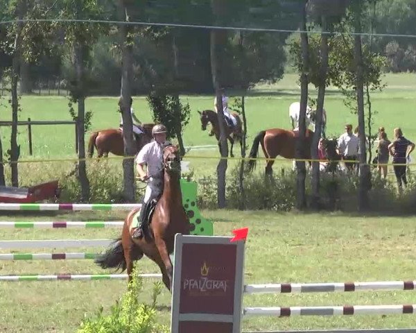 Reitturnier Pfullendorf 2015