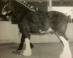 Pferd Glenalby Ben (Clydesdale, 1999, von Belleau W.S. Marble)