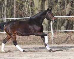 broodmare Chiquita (Bavarian, 2008, from Chico's Boy)