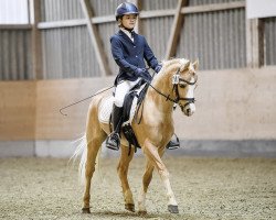 dressage horse Mokka (Welsh, 2008, from Maurits)