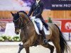 dressage horse Treffinger's Sir Wellington (Hanoverian, 2009, from Sir Donnerhall I)