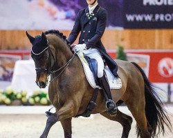 dressage horse Treffinger's Sir Wellington (Hanoverian, 2009, from Sir Donnerhall I)