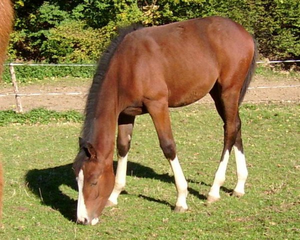 Zuchtstute Casandra (Hessisches Warmblut, 2003, von Chequille 2)