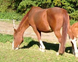 broodmare Milva (Hessian Warmblood, 1983, from Mariner)