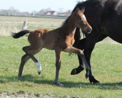 dressage horse Bon Cadeau (Oldenburg, 2020, from Bon Courage 4)