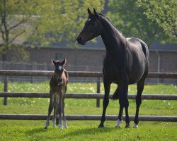 broodmare Romy (Westphalian, 2004, from Rockwell)