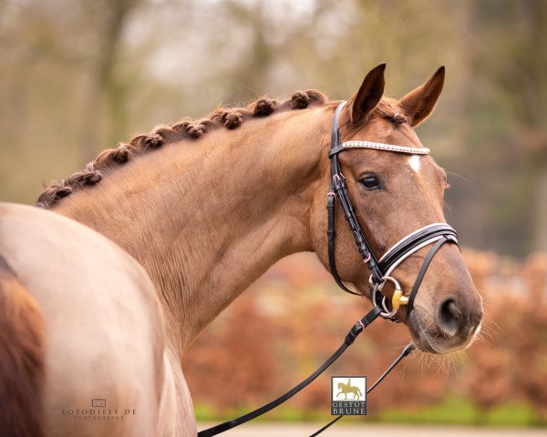 dressage horse Crystalin BB 2 (Oldenburg, 2015, from Bordeaux 28)