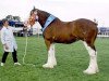 Zuchtstute Howgillside Lady Elizabeth (Clydesdale,  , von Millisle Perfection)