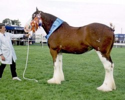 Zuchtstute Howgillside Lady Elizabeth (Clydesdale,  , von Millisle Perfection)