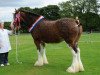 broodmare Howgillside Lady Heather (Clydesdale,  , from Dillars Scottie Boy)